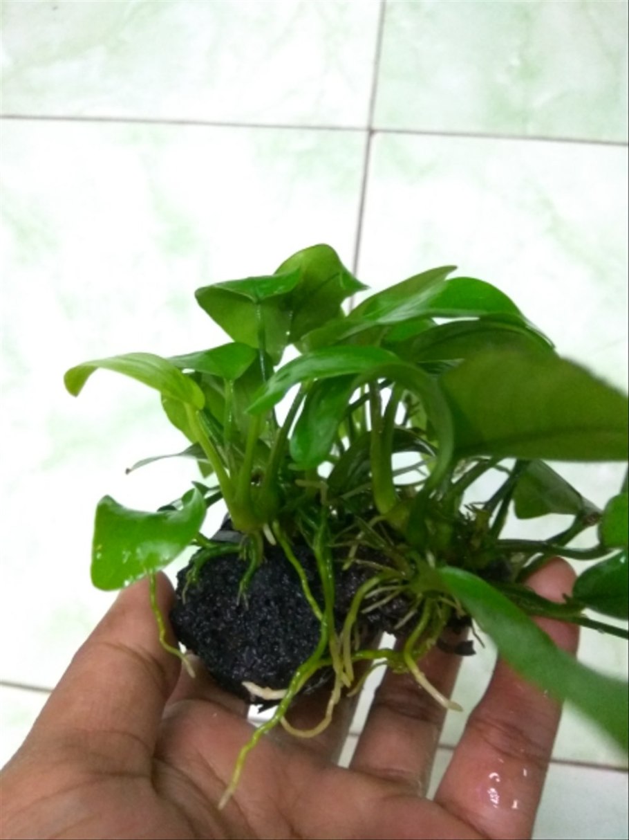 Анубиас Нана аквариумное растение