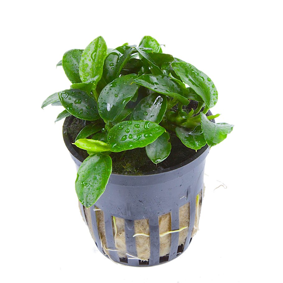 Эхинодорус Торнадо