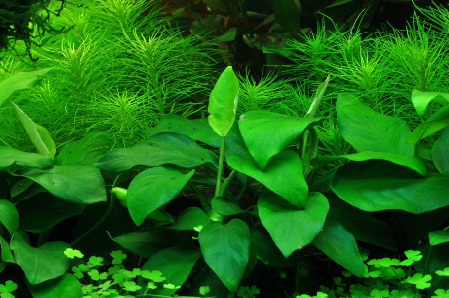 Anubias barteri var. Nana Golden
