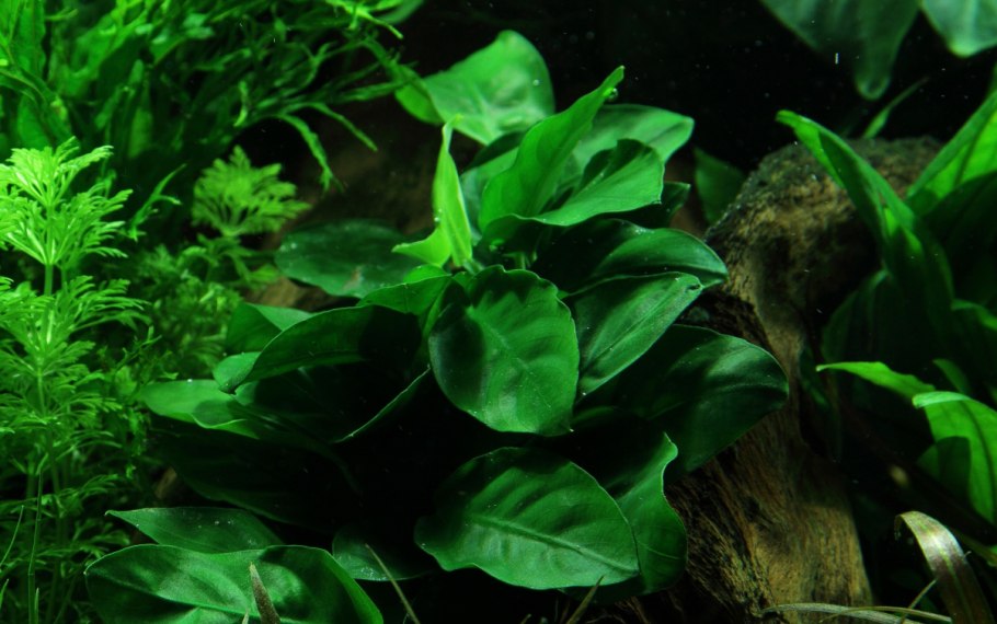 Анубиас Нанги настоящий
