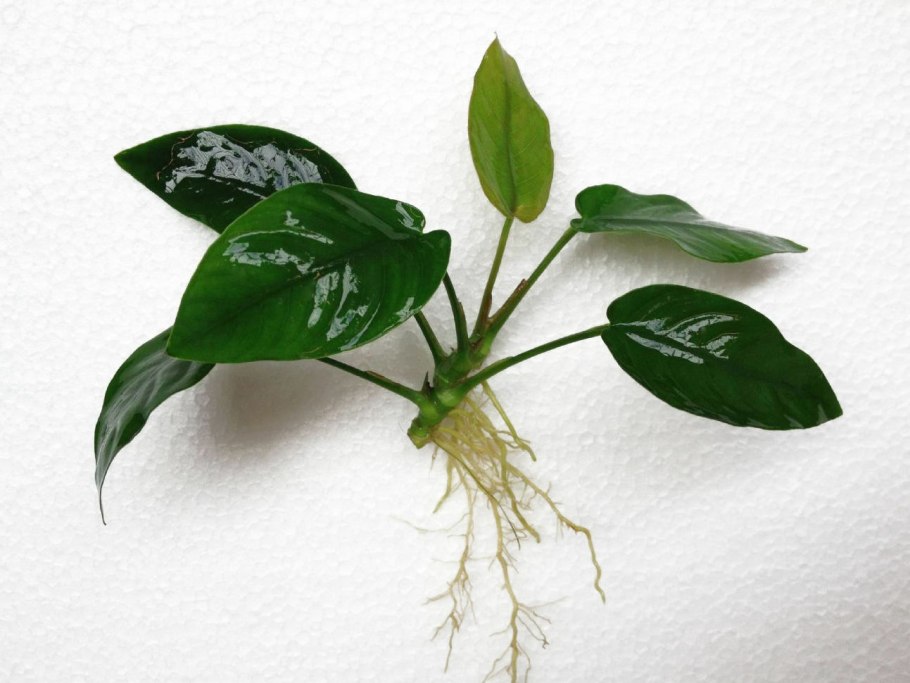 Массажное кресло JB-k002