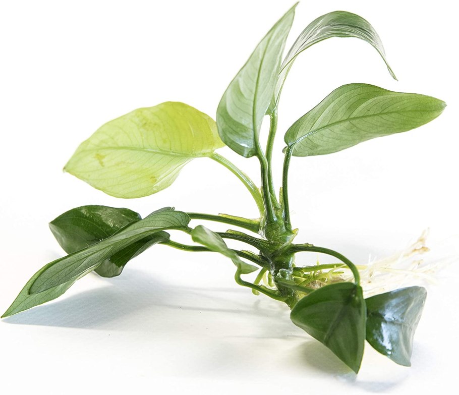 Анубиас Минима Вариегата