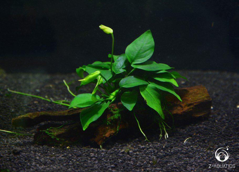 Анубиас бартери Нана (Anubias barteri var. Nana