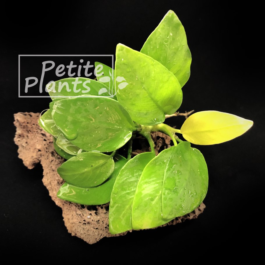 Анубиас Нана золотой