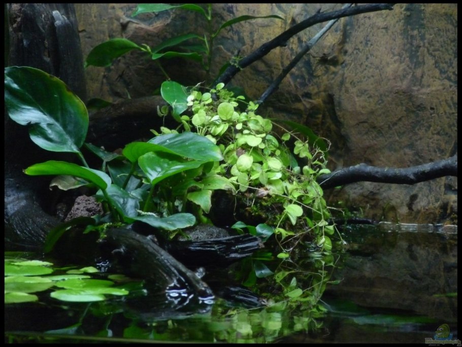 Анубиас карликовый золотистый