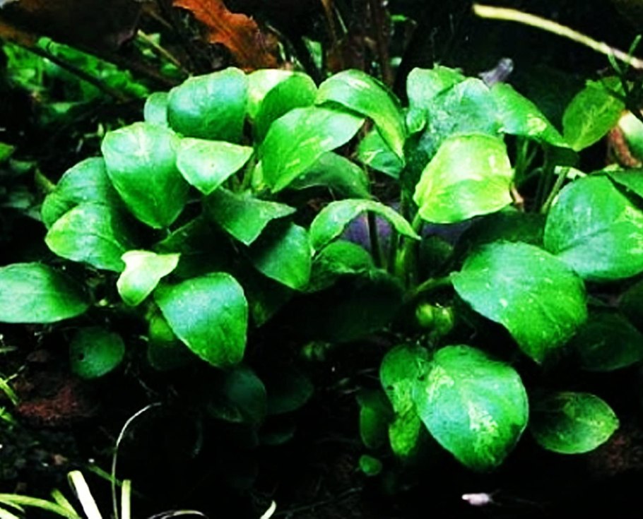 Дровокол чемпион Champion ls5001н