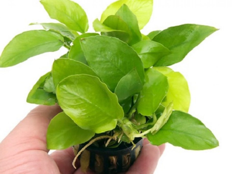 Анубиас Mini Coin