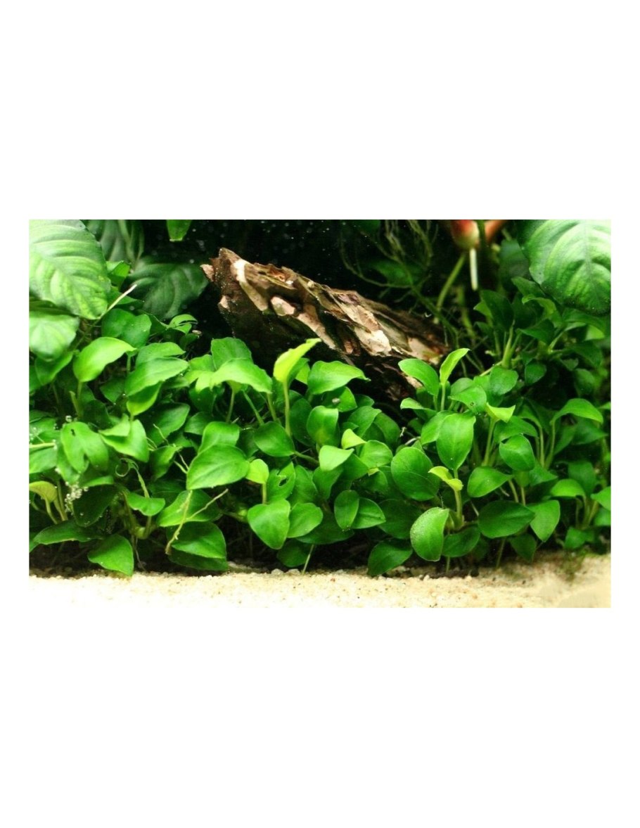 Анубиас Nana Coin Leaf