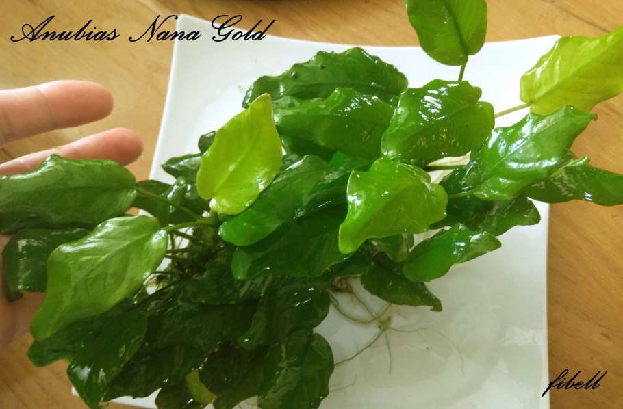 Цветет анубиас Нана