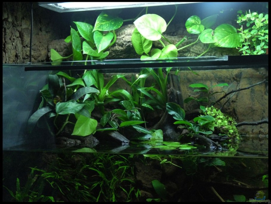 Аквариумные растения анубиас бартера Нана Голд