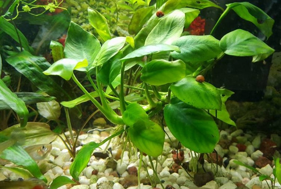 Anubias barteri var. Нана 'мрамор'