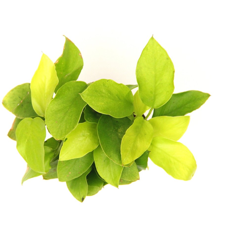 Анубиас Нана «Голден коин»