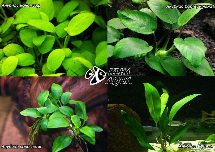 Таблица анубиасов с названиями
