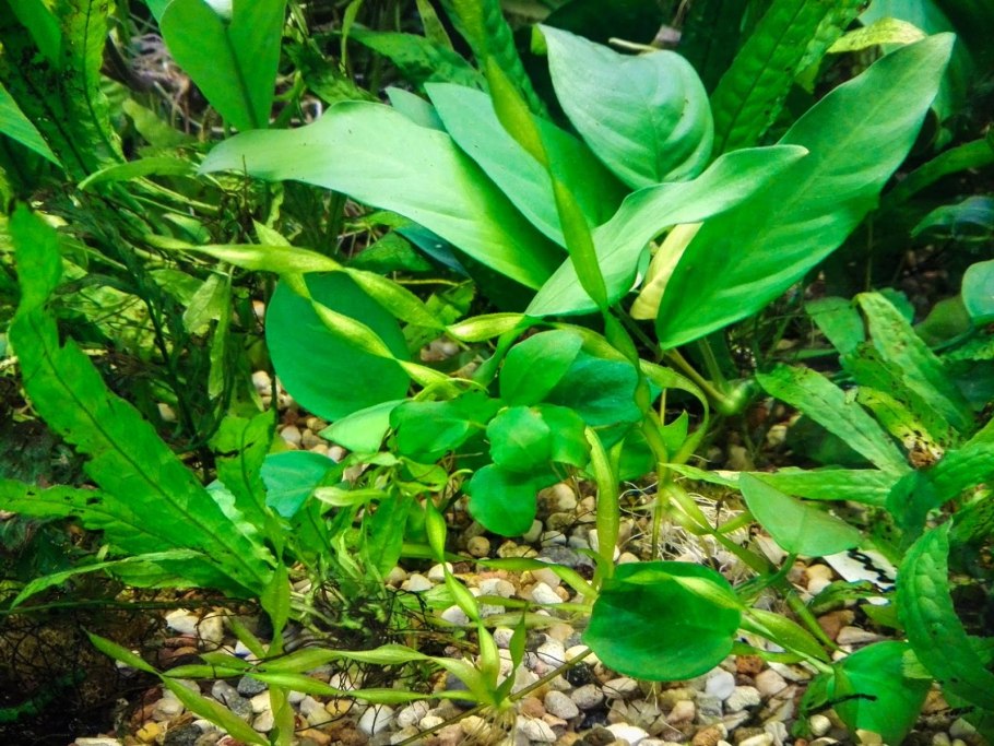 Anubias barteri var. Nana Golden