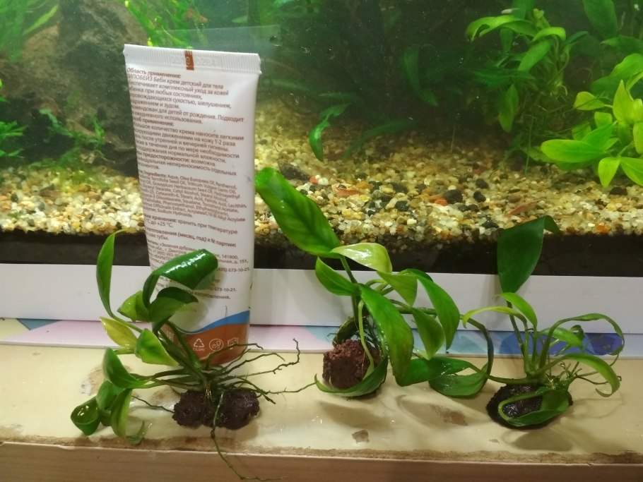 Анубиас белый Фламинго