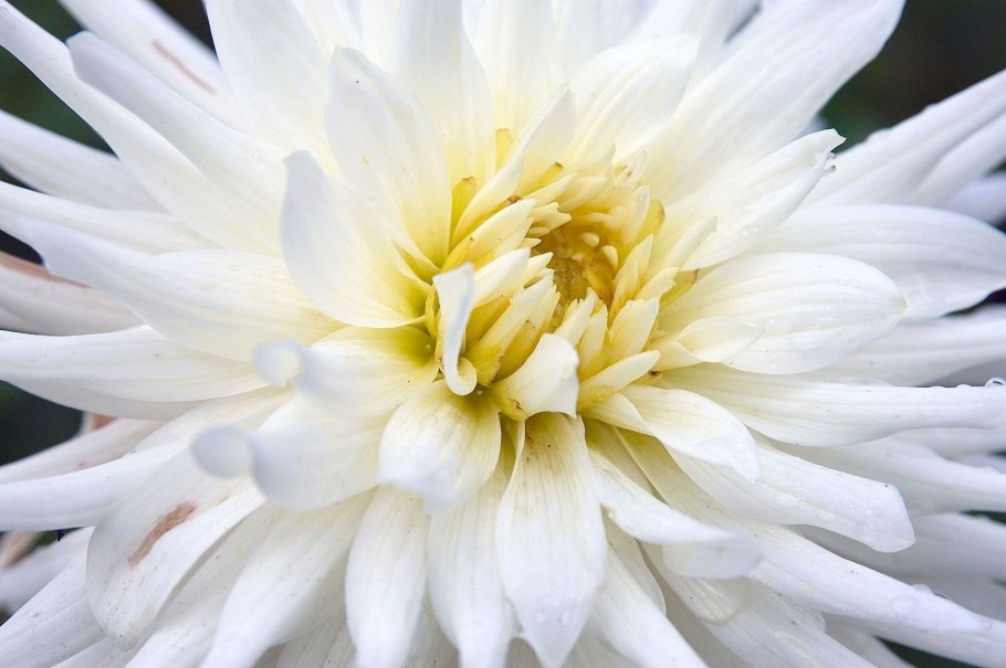 Астра Классик Вайт