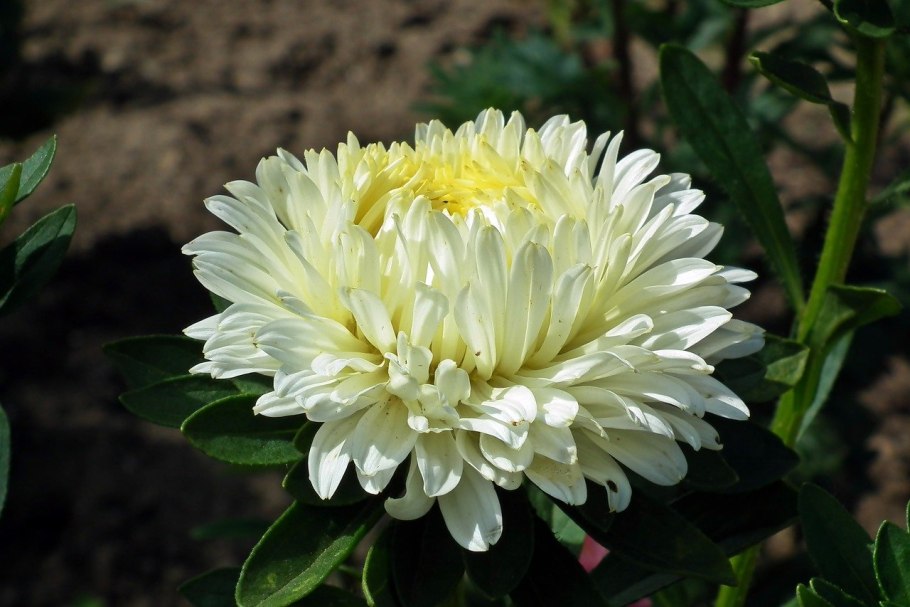 Астра низкорослая белый ковёр