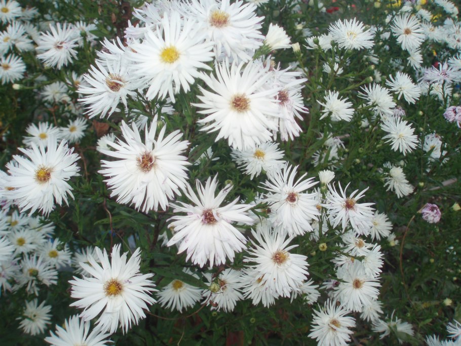 Астра Классик белая семена