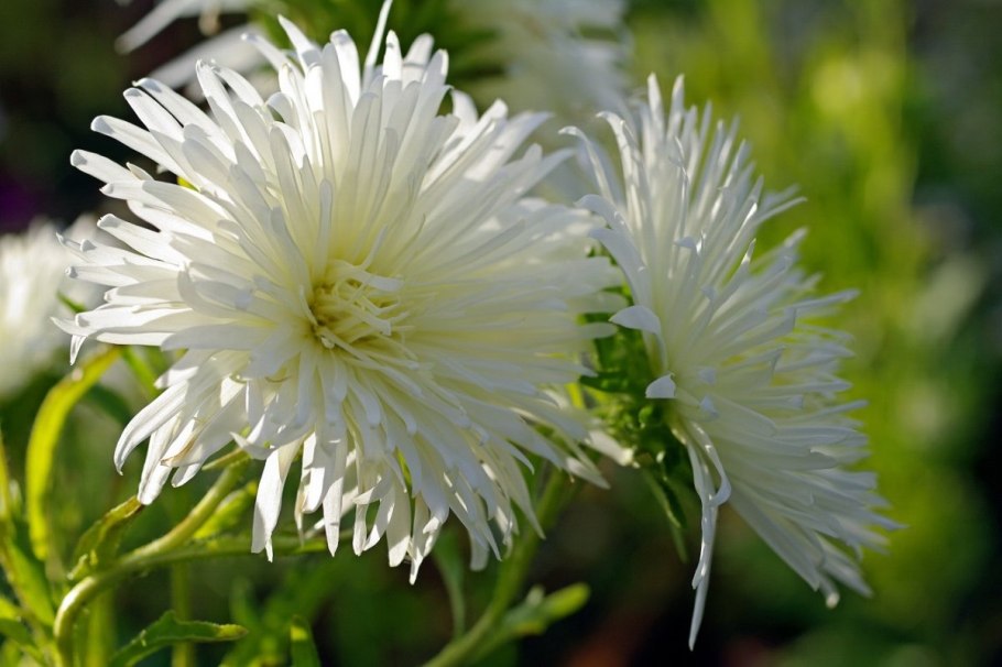 Астра Классик Вайт