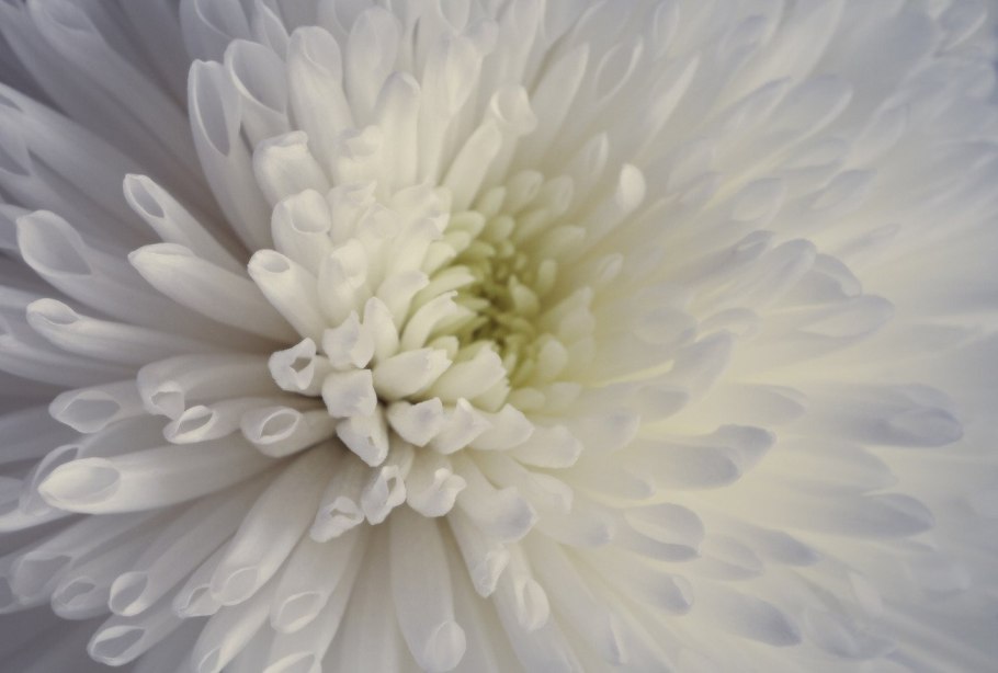 Астра пионовидная махровая