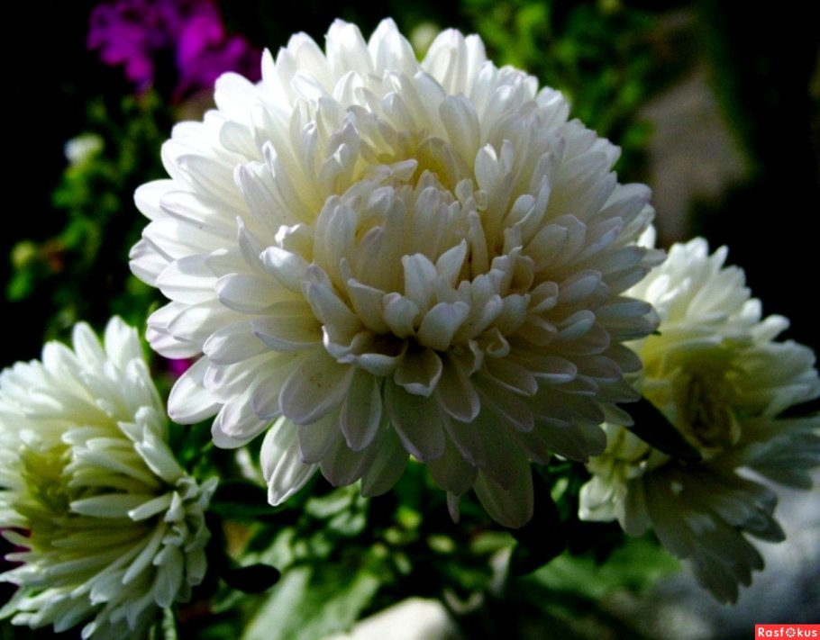 Астра пионовидная белая башня