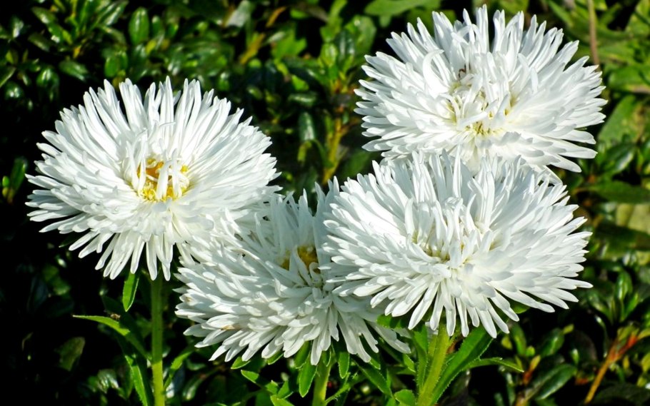 Астра белая ночь