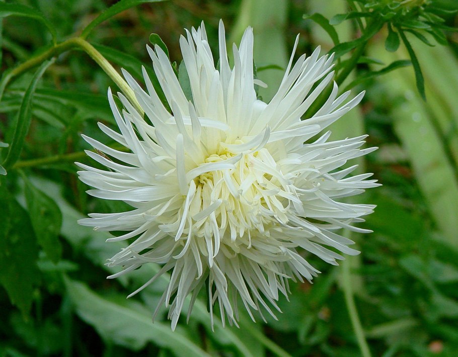 Астра игольчатая белая