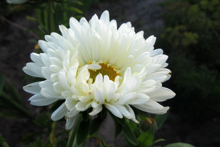 Астра пионовидная белая