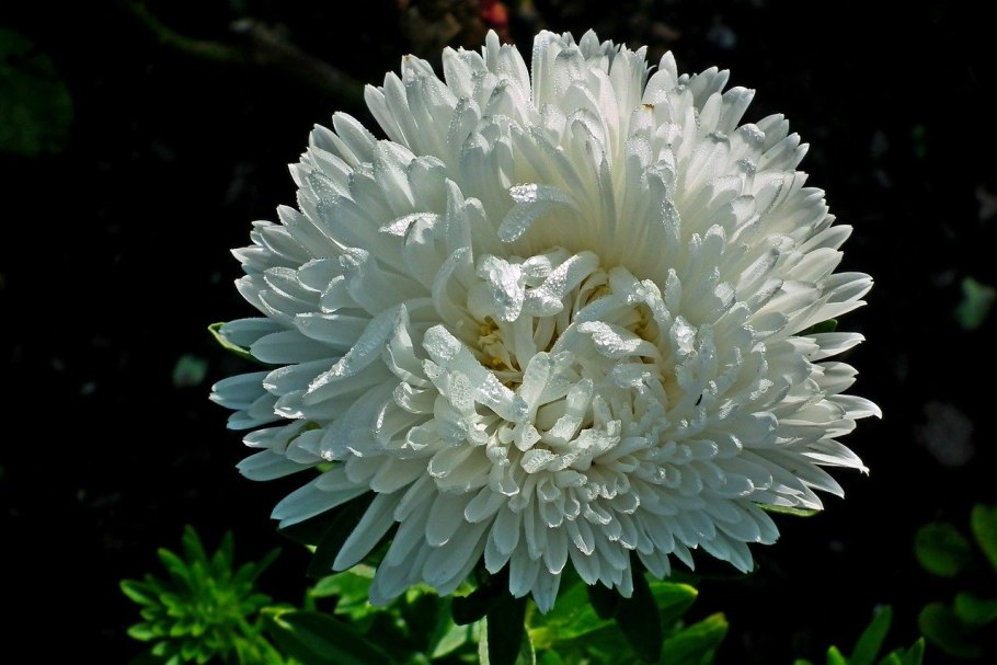 Астра махровая белая