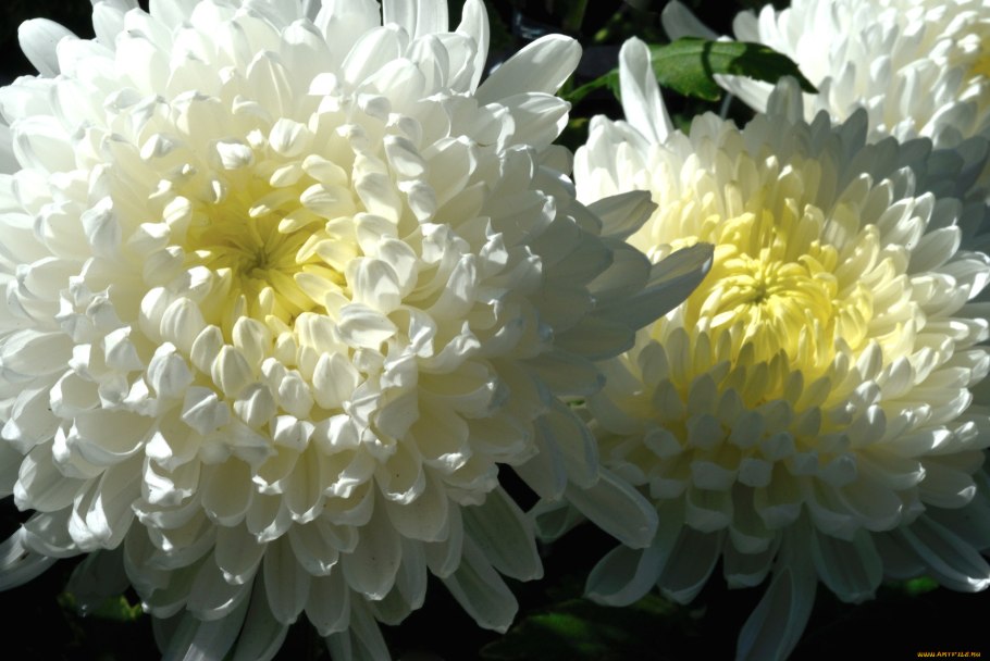 Астра Хризантема белая