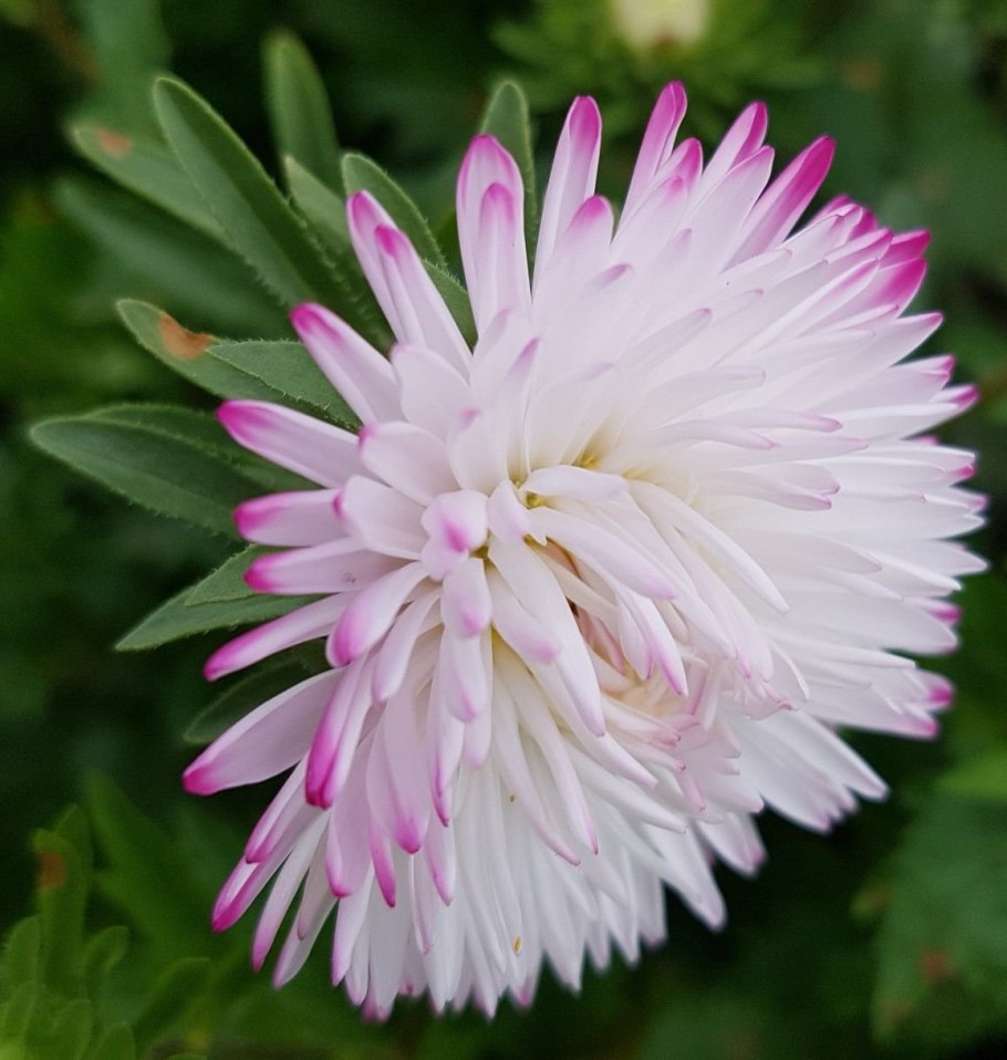 Астра новобельгийская белая махровая