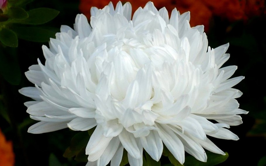 Астра Фламир белая