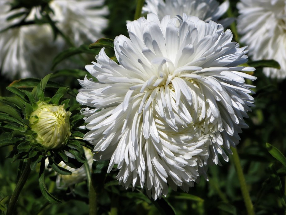 Астра многолетняя кустарниковая белая