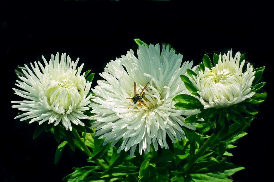 Астра низкорослая белый ковёр