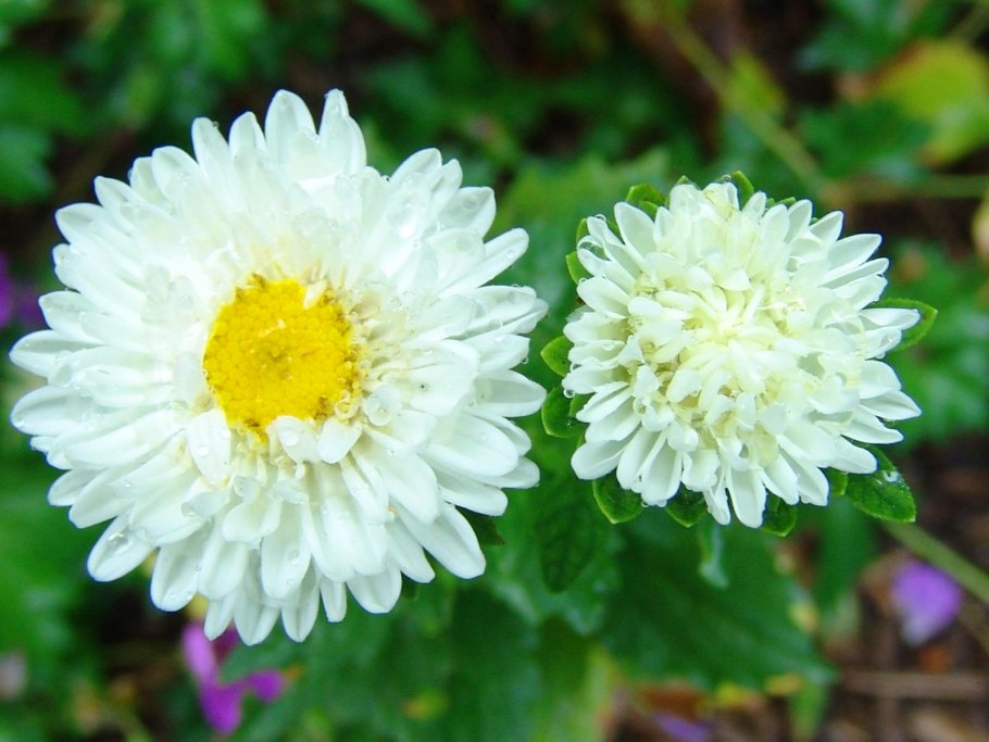 Астра пионовидная махровая