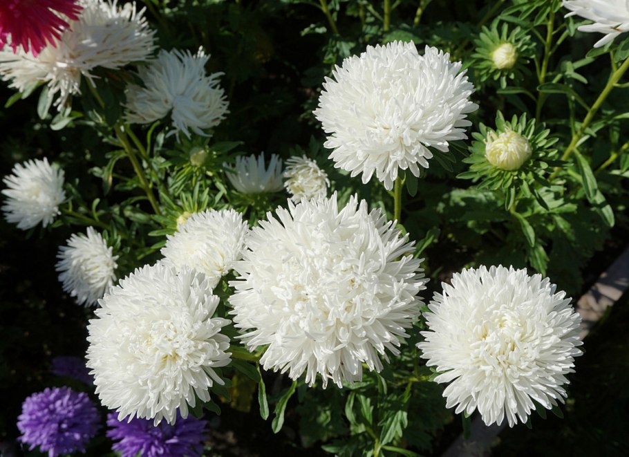 Астра белая цветок