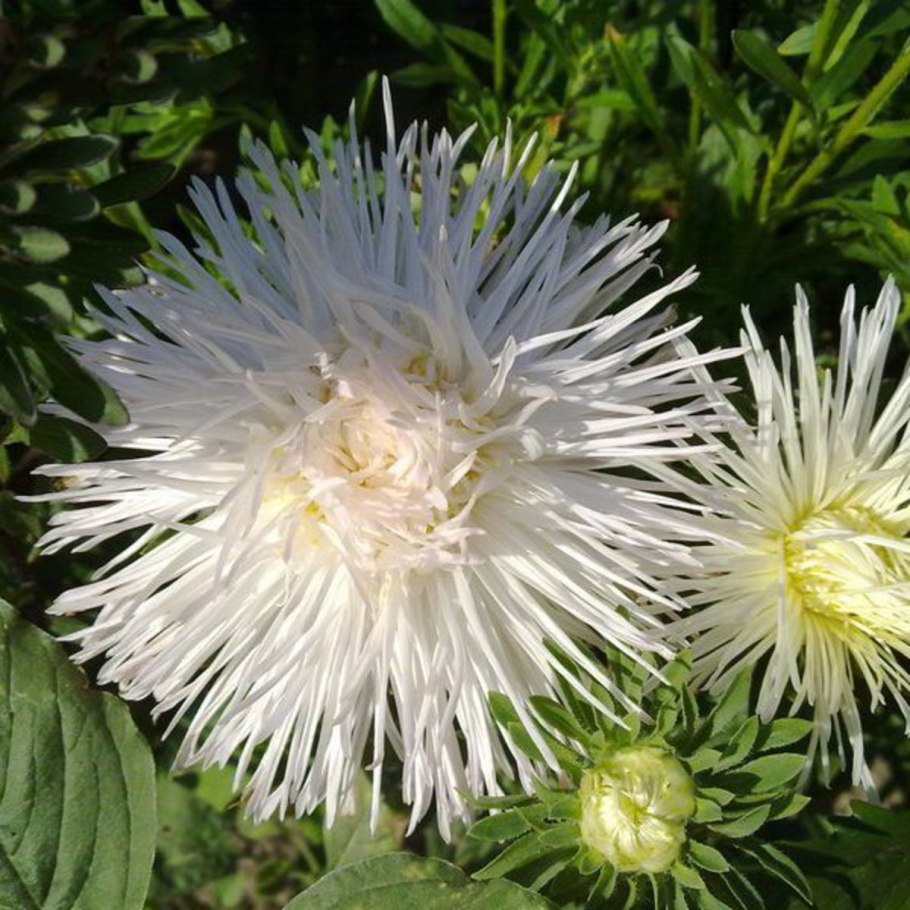 Астра звездчатая