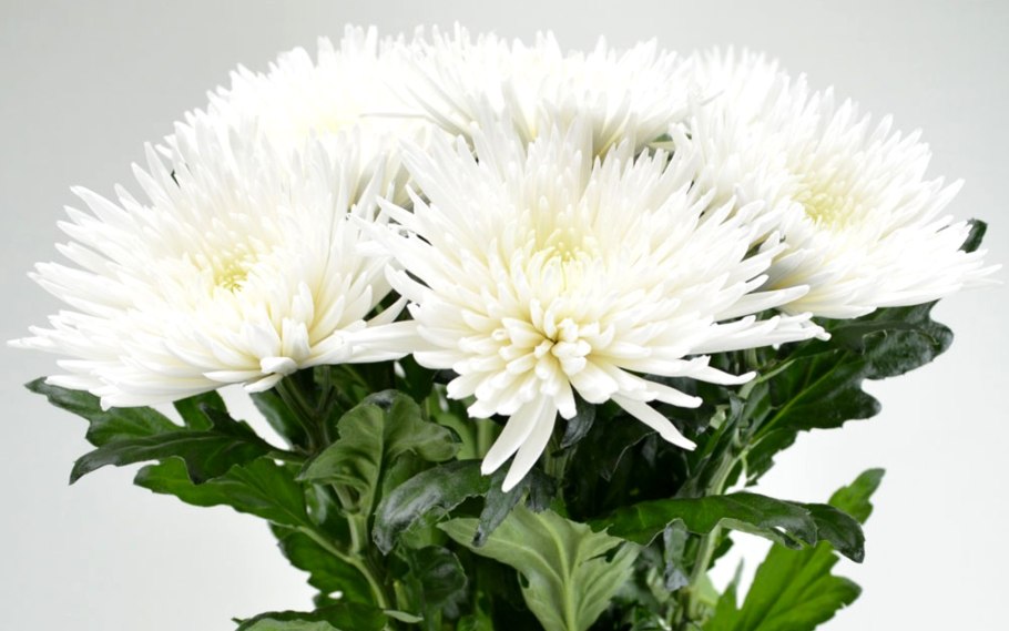 Астра белая Aster White