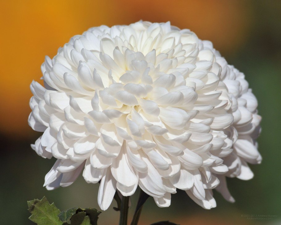 Астры белые маленькие