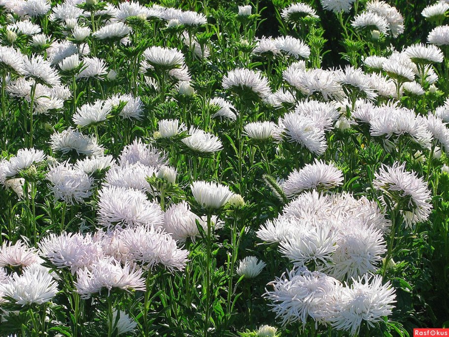 Астра однолетняя