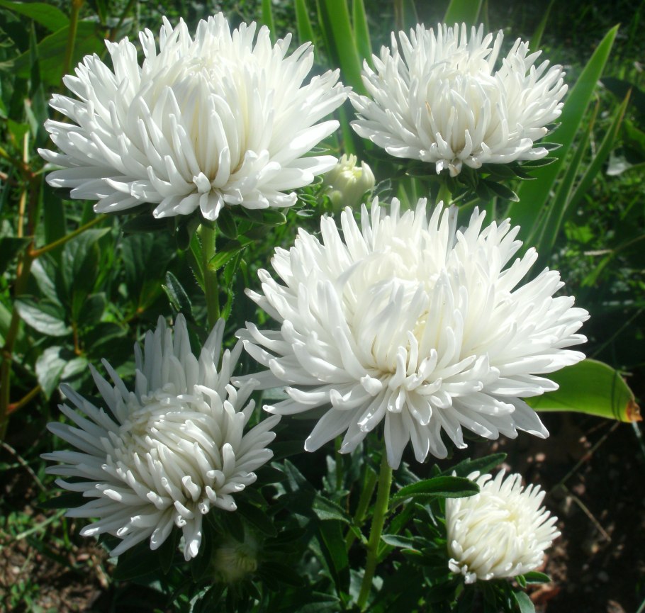 Астра белая цветок