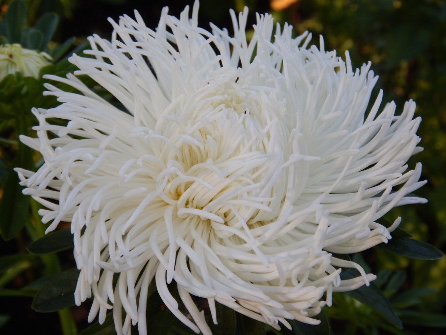 Хризантема Мэрилин Уайт
