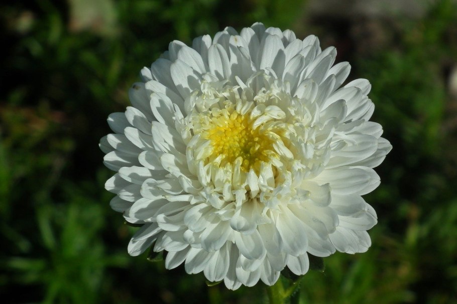 Астра снежный жемчуг