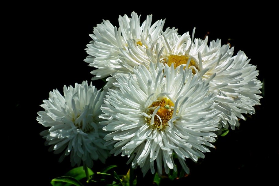 Астра белая цветок