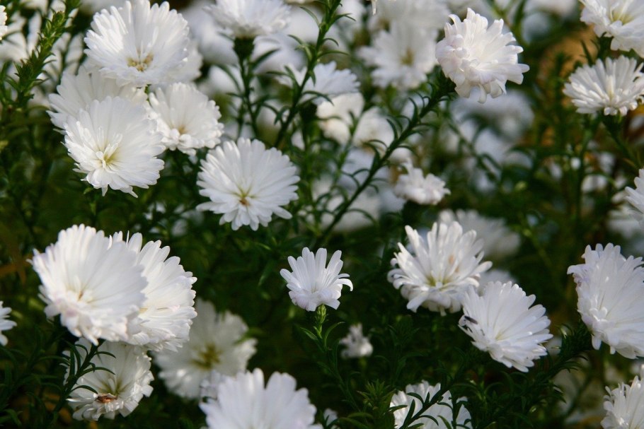 Астра белая цветок