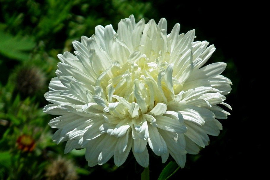 Астра белая Aster White