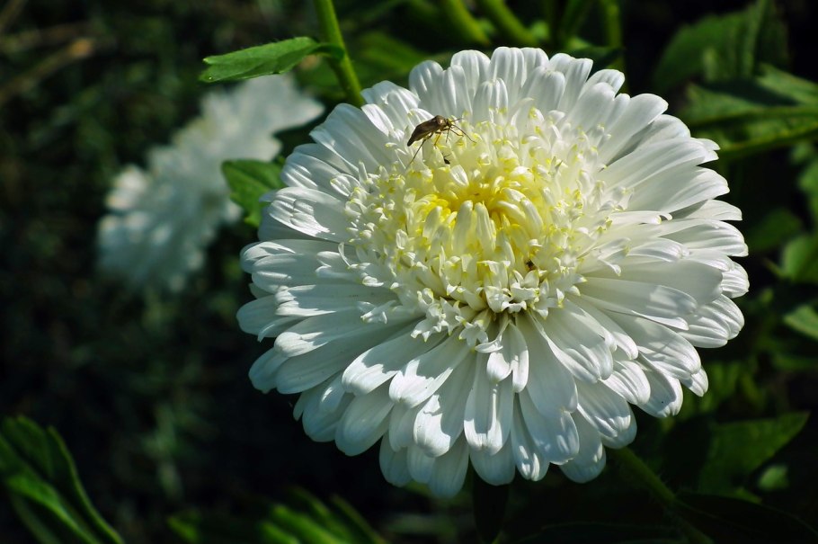 Астра Голиаф белый