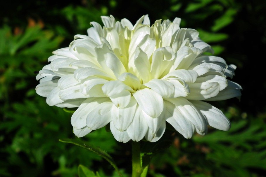 Хризантема одноголовая Гагарин