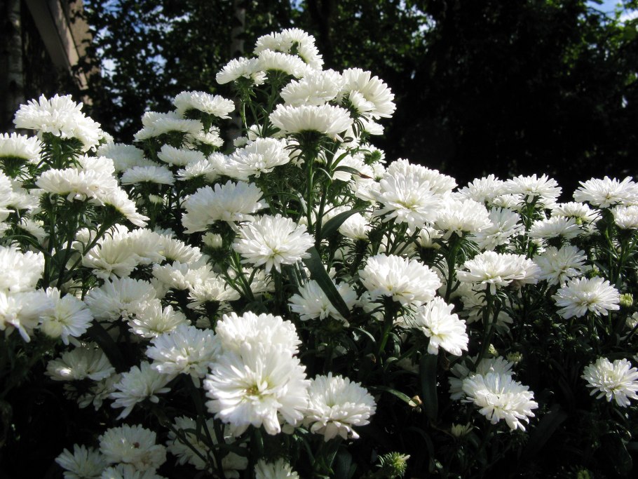 Астра белая Aster White