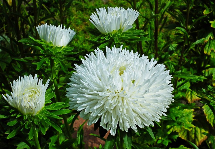 Астра Клеопатра белая